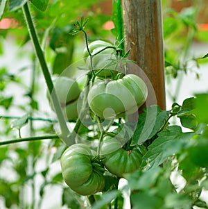 Tomatoes are on the tree