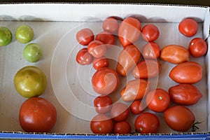 tomatoes truning ripe in a box