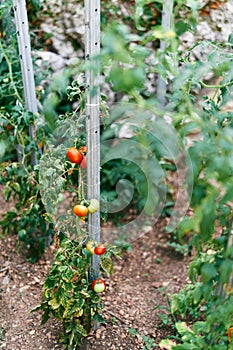 Tomatoes of varying ripeness grow on green branches