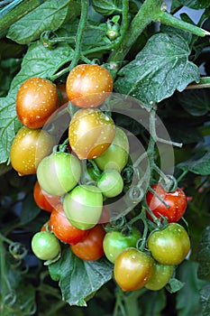 Tomatoes in vegetable garden photo