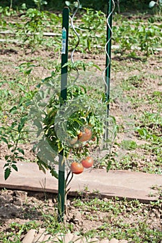 tomatoes in a vegetable garden