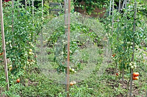 Tomatoes in a vegetable garden