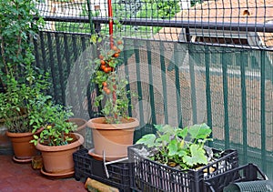 Tomatoes in the vegetable garden urban