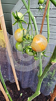 Tomatoes for vegetable growers and Gardeners