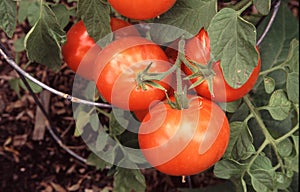 Tomatoes on the vine