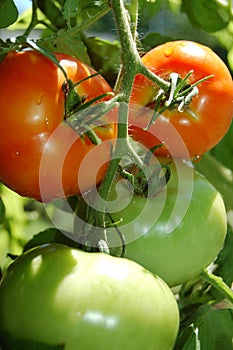 Tomatoes on the vine