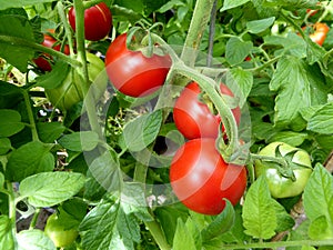 Tomatoes on the vine