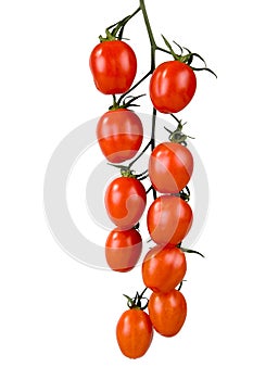 Tomatoes on a vine