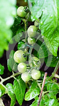 Tomatoes on vine