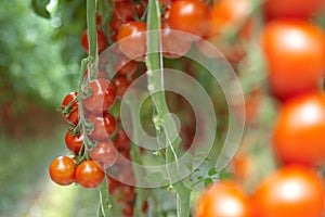 Tomatoes on the vine