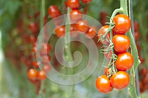 Tomatoes on the vine