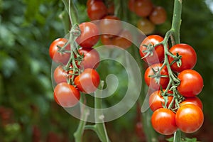 Tomates sobre el enredadera 