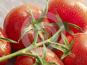 Tomatoes on the vine close up view