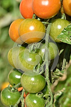 Tomatoes on the vine in different stages of ripeness