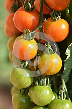 Tomatoes on the vine in different stages of ripeness