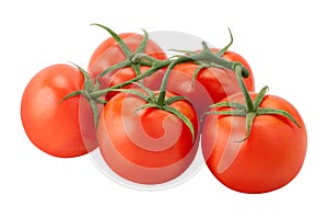 Tomatoes on the Vine isolated