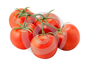 Tomatoes on the Vine isolated