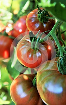 Tomatoes on the vine in organic kitchen garden photo
