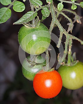 Tomatoes on the vine - ripe red and unripe green