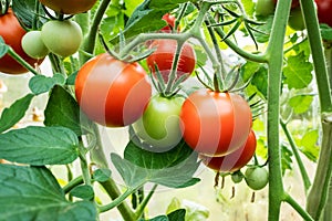 Tomatoes on vine photo