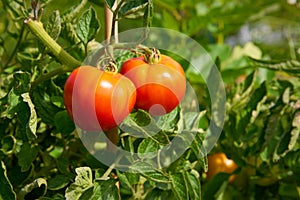 Tomatoes on the Vine Ripening