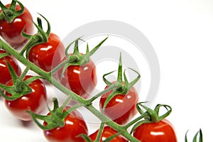 Tomatoes on the vine on a white background