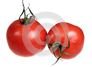 Tomatoes on a white background