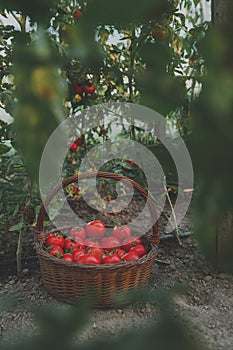 Tomatoes in the wood basket in greenhouse