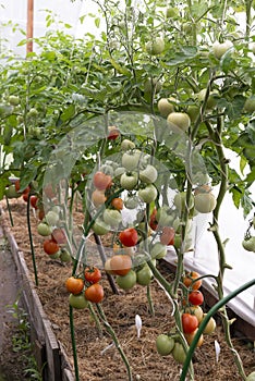 Tomatos