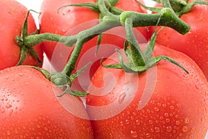 Tomatos photo