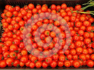 Tomatos bulk bio red vegetables