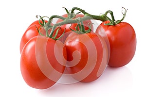 Tomatos twig