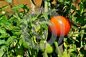Tomatos in a vegetable garden