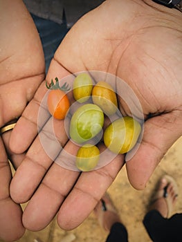 Tomatoâ€™s, fresh small tomatoâ€™s on a man hand looking beautiful