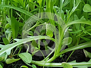 Tomazo springplant green