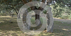 tomb of the giants and menhirs of the archaeological park of Pranu Matteddu in Goni in southern Sardinia