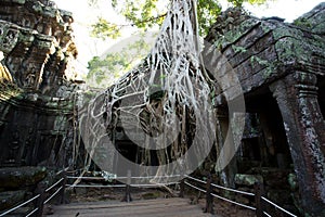 Tomb Raider Tree in Ta Prohm Temple, Temples of Angkor, Cambodia