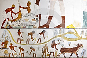 Tomb of scribe Nakht. Agricultural scene