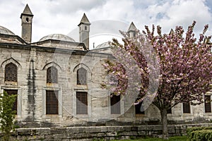 The Tomb of Sultan Ahmet l with spectacular cherry blossom tree.