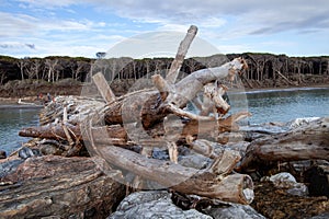 tomboli nature reserve of cecina maritime pine on the sea of marina di cecina