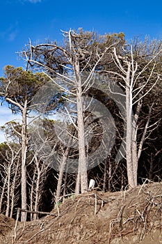 tomboli nature reserve of cecina maritime pine on the sea of marina di cecina