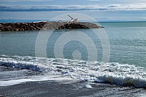 tomboli nature reserve of cecina maritime pine on the sea of marina di cecina