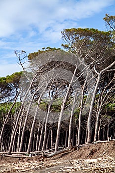 tomboli nature reserve of cecina maritime pine on the sea of marina di cecina