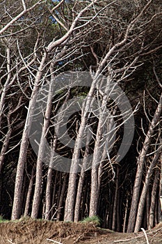 tomboli nature reserve of cecina maritime pine on the sea of marina di cecina