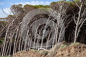 tomboli nature reserve of cecina maritime pine on the sea of marina di cecina photo