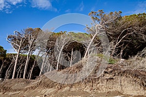 tomboli nature reserve of cecina maritime pine on the sea of marina di cecina photo