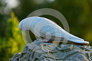 Tombstone with dove