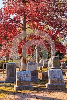 Tombstones and red oak on Oakland Cemetery, Atlanta, USA