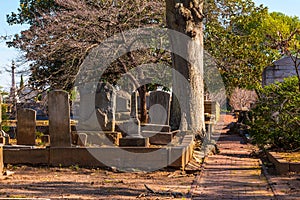 Tombstones, trees and footpath on Oakland Cemetery, Atlanta, USA