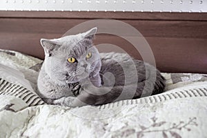 The tomcat on the bed is lying down. British Shorthair